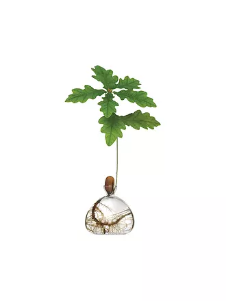 ILEX STUDIOS | Eichen Vase Clear | 